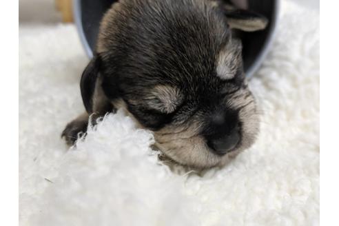 成約済の静岡県のミニチュアシュナウザー-75788の7枚目