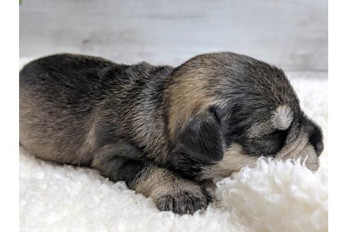 成約済の静岡県のミニチュアシュナウザー-75788の6枚目