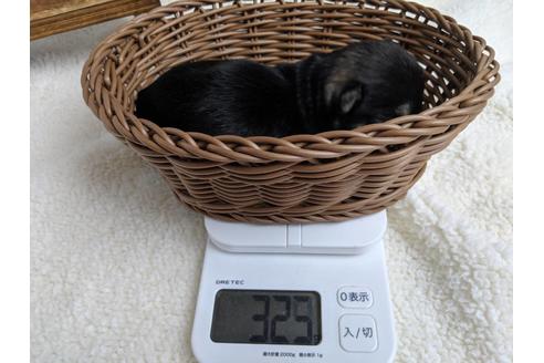 成約済の静岡県のミニチュアシュナウザー-75790の7枚目