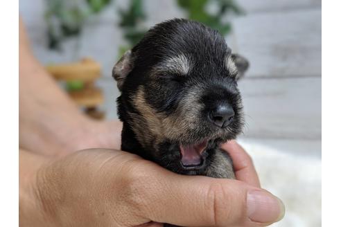 成約済の静岡県のミニチュアシュナウザー-75790の6枚目