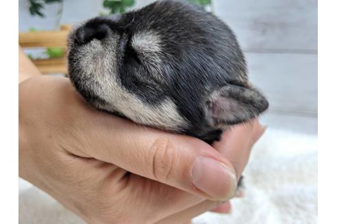 成約済の静岡県のミニチュアシュナウザー-75790の5枚目