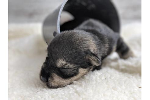 成約済の静岡県のミニチュアシュナウザー-75790の4枚目