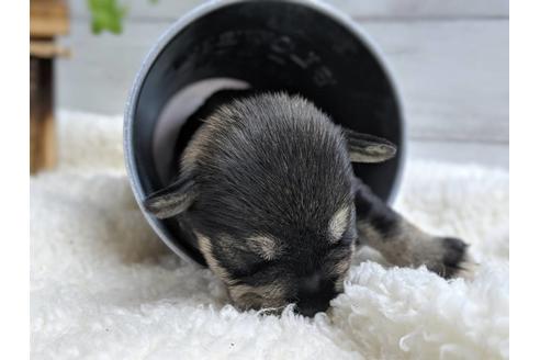 成約済の静岡県のミニチュアシュナウザー-75790の1枚目