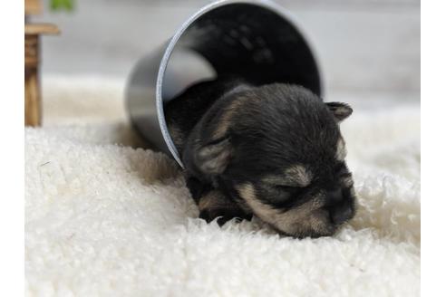 成約済の静岡県のミニチュアシュナウザー-75790の3枚目