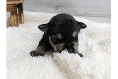 成約済の静岡県のミニチュアシュナウザー-75790の2枚目