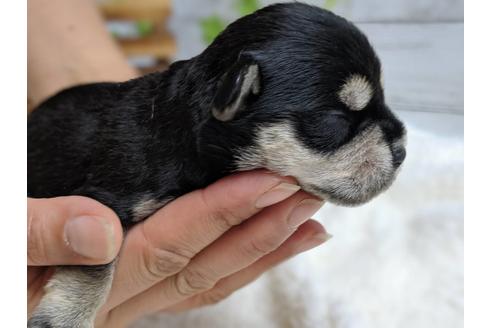 成約済の静岡県のミニチュアシュナウザー-75791の6枚目