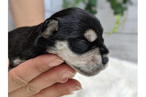 成約済の静岡県のミニチュアシュナウザー-75791の5枚目