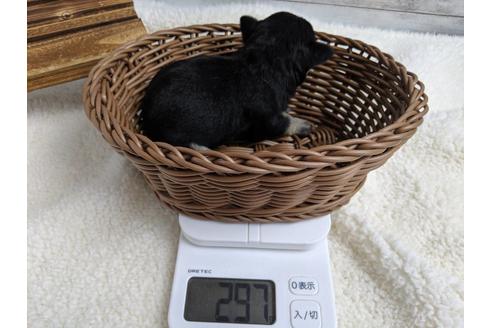 成約済の静岡県のミニチュアシュナウザー-75791の4枚目