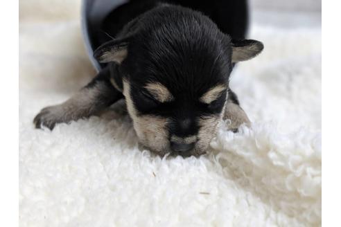 成約済の静岡県のミニチュアシュナウザー-75791の3枚目