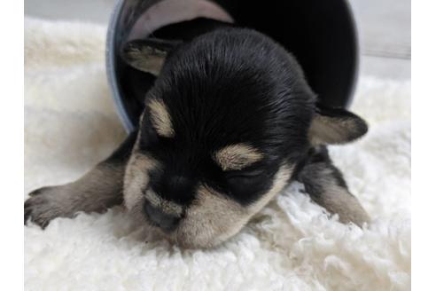 成約済の静岡県のミニチュアシュナウザー-75791の1枚目