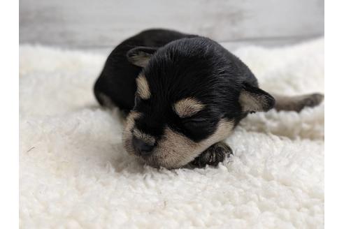 成約済の静岡県のミニチュアシュナウザー-75791の2枚目