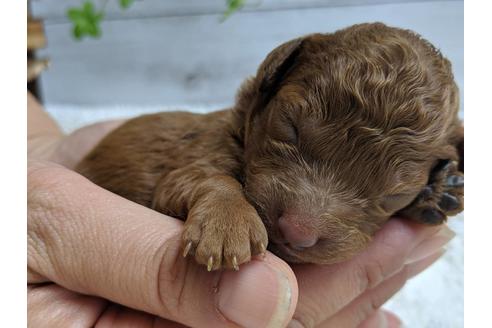 成約済の静岡県のトイプードル-75794の11枚目