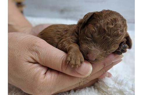 成約済の静岡県のトイプードル-75794の10枚目