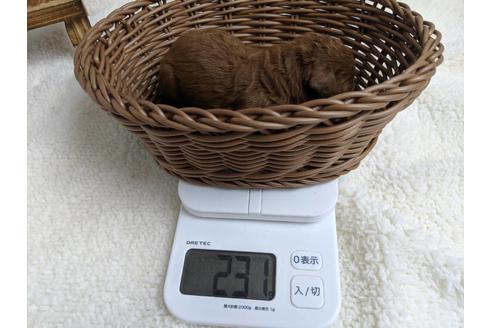 成約済の静岡県のトイプードル-75794の9枚目