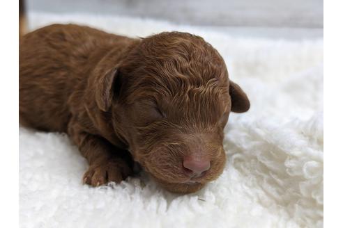 成約済の静岡県のトイプードル-75794の8枚目