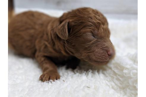 成約済の静岡県のトイプードル-75794の7枚目