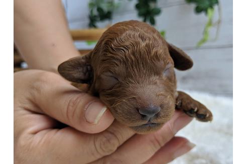 成約済の静岡県のトイプードル-75795の12枚目