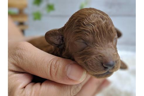 成約済の静岡県のトイプードル-75795の11枚目