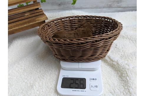 成約済の静岡県のトイプードル-75795の10枚目