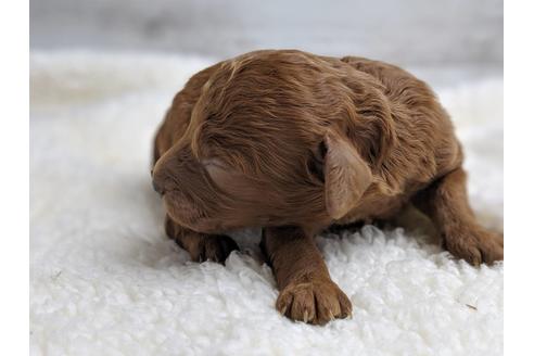 成約済の静岡県のトイプードル-75795の9枚目