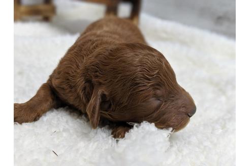 成約済の静岡県のトイプードル-75795の8枚目