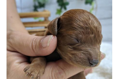 成約済の静岡県のトイプードル-75796の8枚目