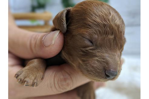 成約済の静岡県のトイプードル-75796の7枚目