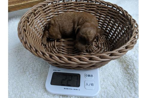 成約済の静岡県のトイプードル-75796の6枚目