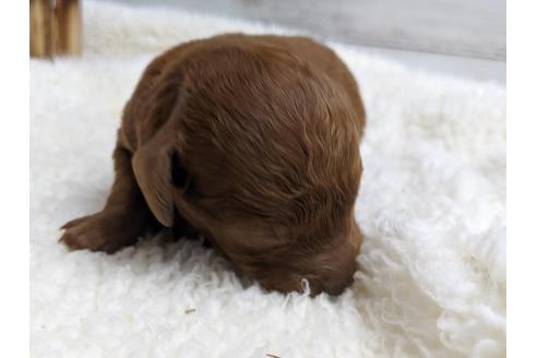 成約済の静岡県のトイプードル-75796の5枚目