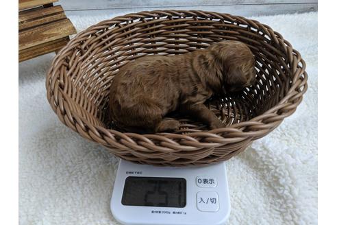 成約済の静岡県のトイプードル-75797の10枚目