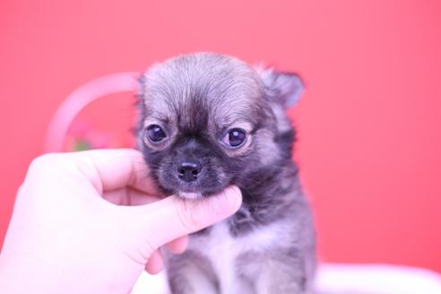 成約済の愛知県のチワワ(ロングコート)-72714の3枚目