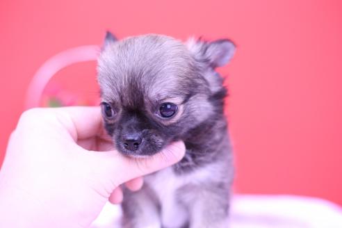 成約済の愛知県のチワワ(ロングコート)-72714の2枚目