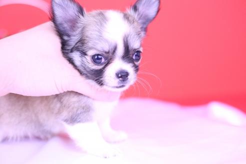 成約済の愛知県のチワワ(ロングコート)-72715の1枚目