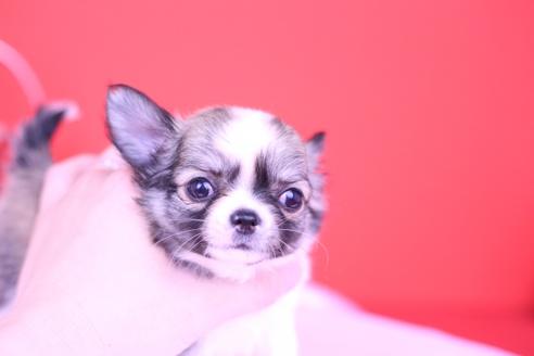 成約済の愛知県のチワワ(ロングコート)-72715の2枚目