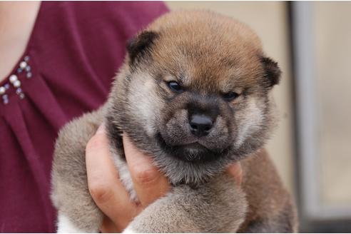 成約済の埼玉県の柴犬-75832の1枚目