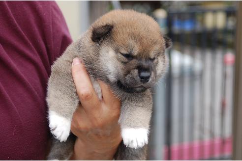 成約済の埼玉県の柴犬-75832の4枚目