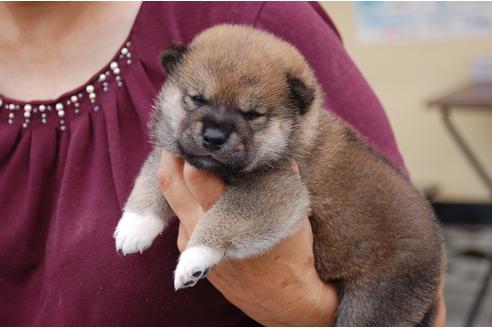 成約済の埼玉県の柴犬-75832の3枚目