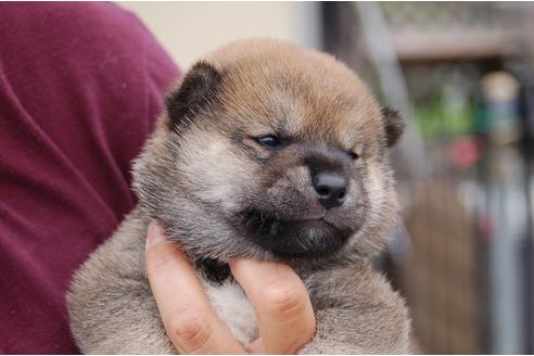 成約済の埼玉県の柴犬-75832の2枚目