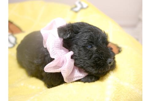 成約済の埼玉県のミニチュアシュナウザー-75247の14枚目