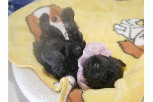 成約済の埼玉県のミニチュアシュナウザー-75247の12枚目