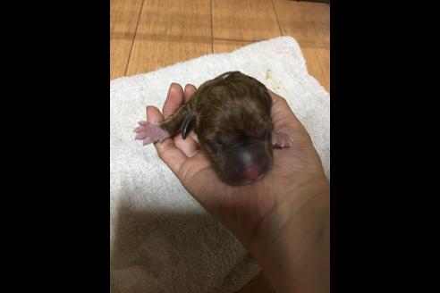 成約済の佐賀県のアメリカンピットブルテリア-75861の44枚目
