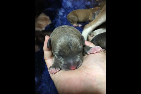 成約済の佐賀県のアメリカンピットブルテリア-75855の23枚目