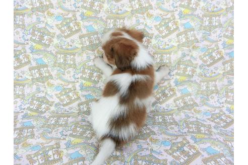 成約済の千葉県のパピヨン-75689の5枚目