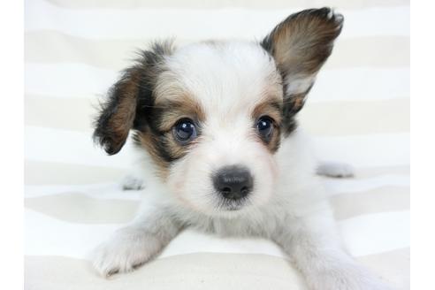 成約済の千葉県のパピヨン-75868の16枚目