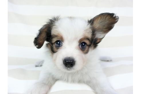 成約済の千葉県のパピヨン-75868の15枚目