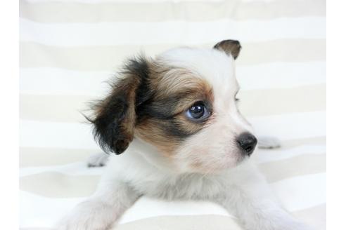 成約済の千葉県のパピヨン-75868の14枚目