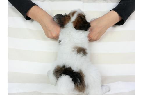 成約済の千葉県のパピヨン-75868の13枚目