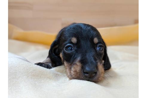 成約済の愛知県のミニチュアダックスフンド(スムースヘアード)-75878の4枚目