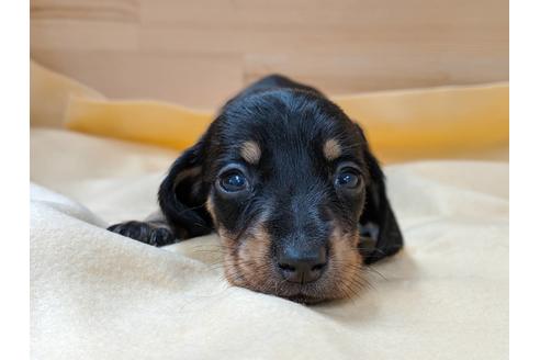 成約済の愛知県のミニチュアダックスフンド(スムースヘアード)-75878の3枚目