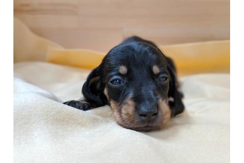 成約済の愛知県のミニチュアダックスフンド(スムースヘアード)-75878の2枚目